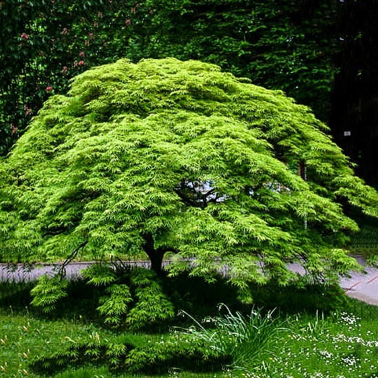 Japanese maple deals green