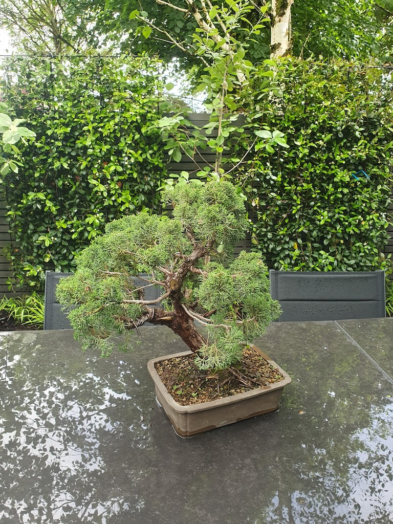 The Bonsai Tree - A Legacy of Ancient Horticulture