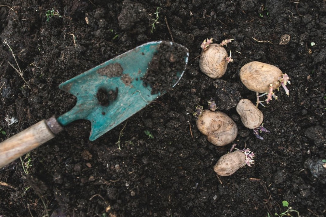 How to grow your own potatoes