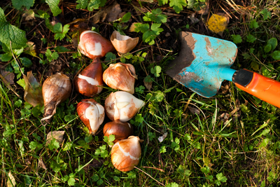 How to plant a bulb lasagne