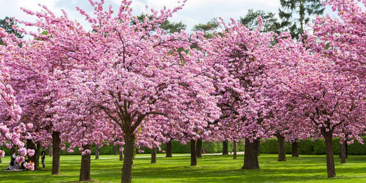 Spring Flowering Trees - The Cherry Blossom – The Pavilion