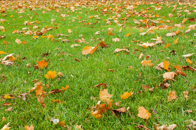 Autumn Lawn Feed