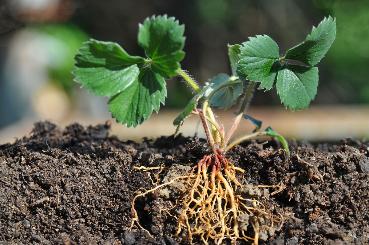 Bare root planting season is here