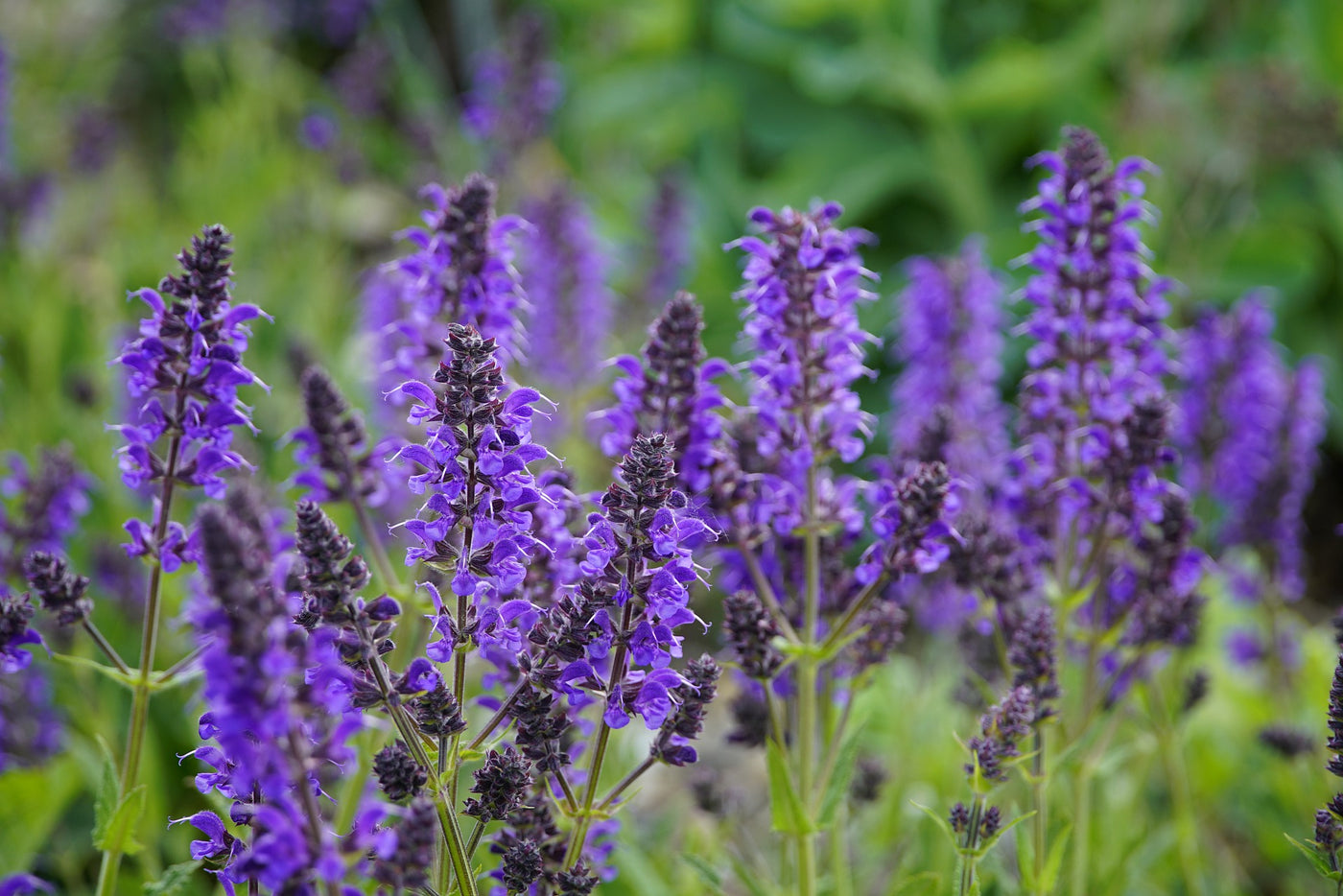 Salvia Top Tips