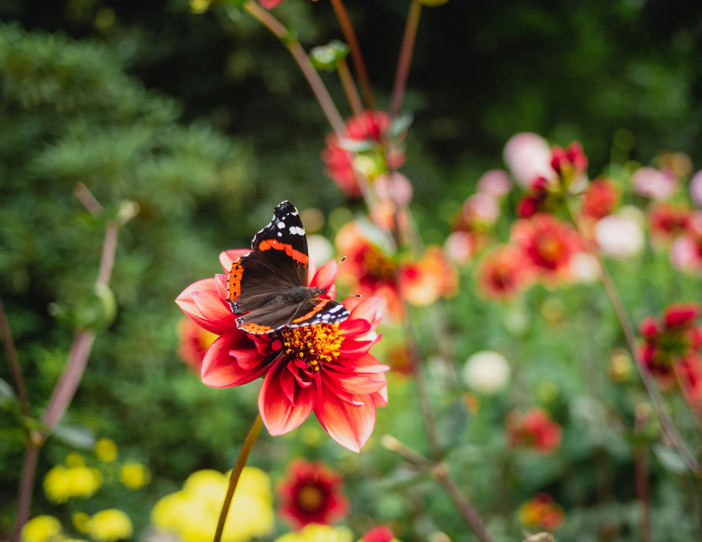 Wildlife Blooms