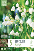 Bag Leucojum Aestivum X 5 10-12 10/12