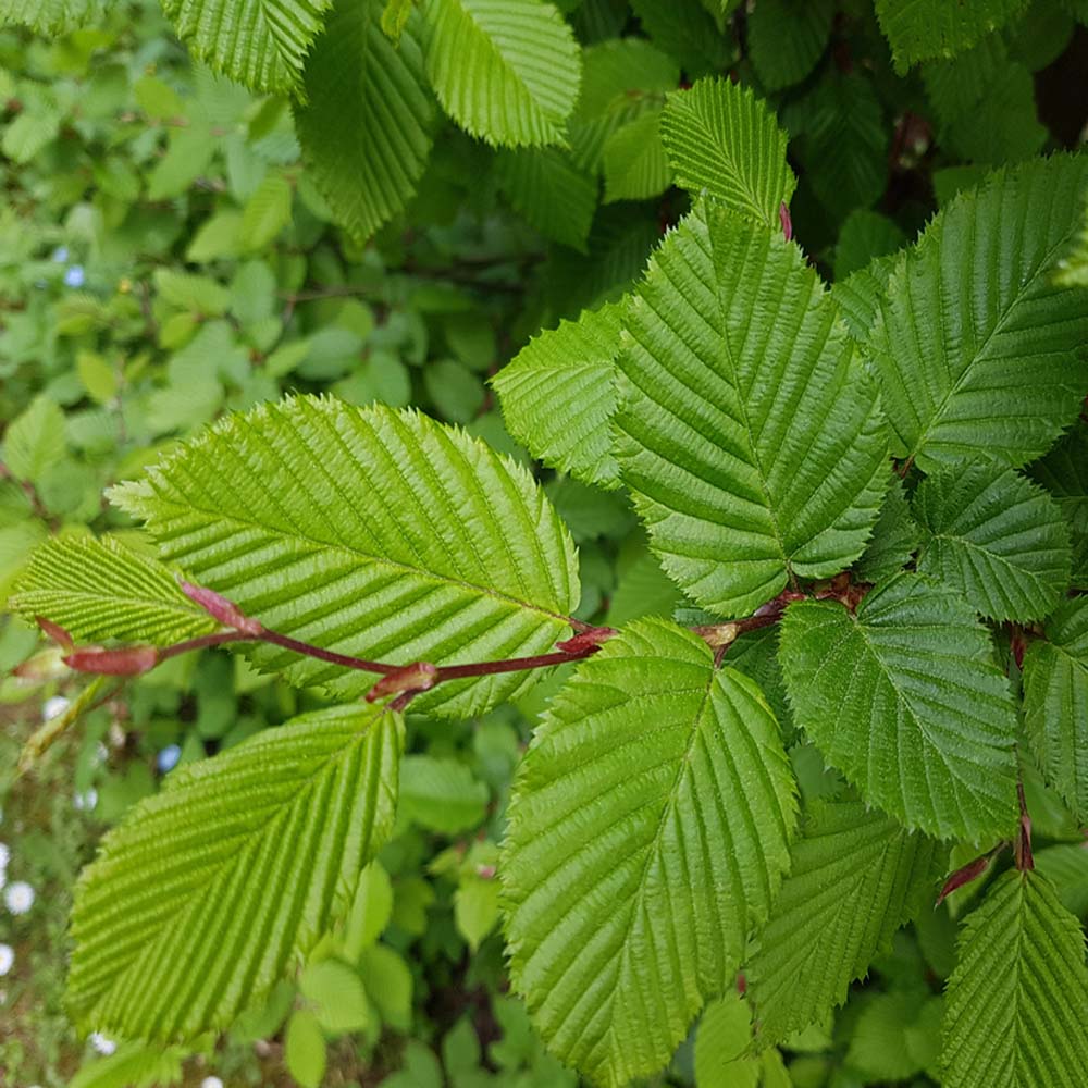 Carpinus betulus 60-80 cm  (Bare Root)