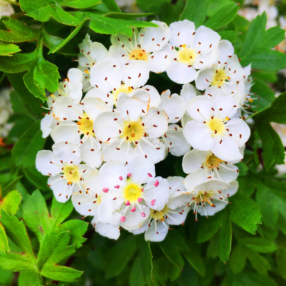 Crataegus monogyna 60-80 cm 2-3 (Bare Root)