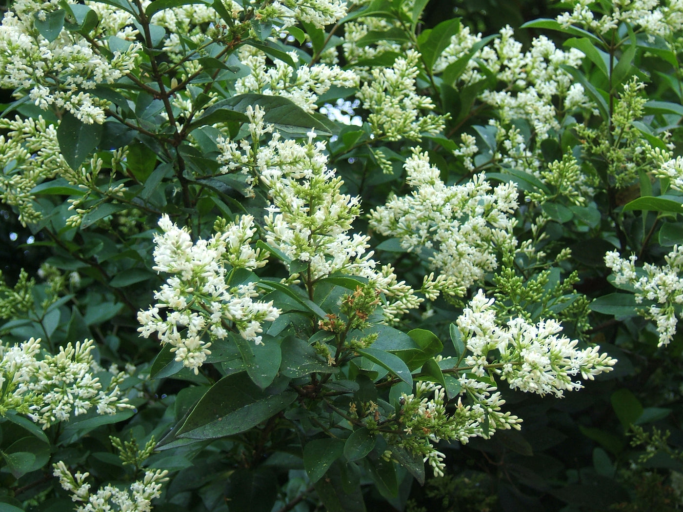 Ligustrum ovalifolium  40-60 cm 2-3 (Bare Root)