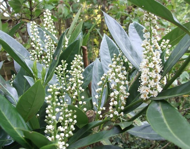 Prunus l. 'Otto Luyken' 25-30 cm (Bare Root)