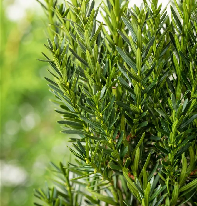 Taxus media 'Groenland' 30 cm (Root Ball)