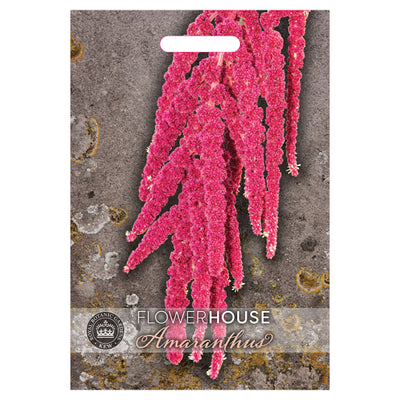 Amaranthus 'Love Lies Bleeding'