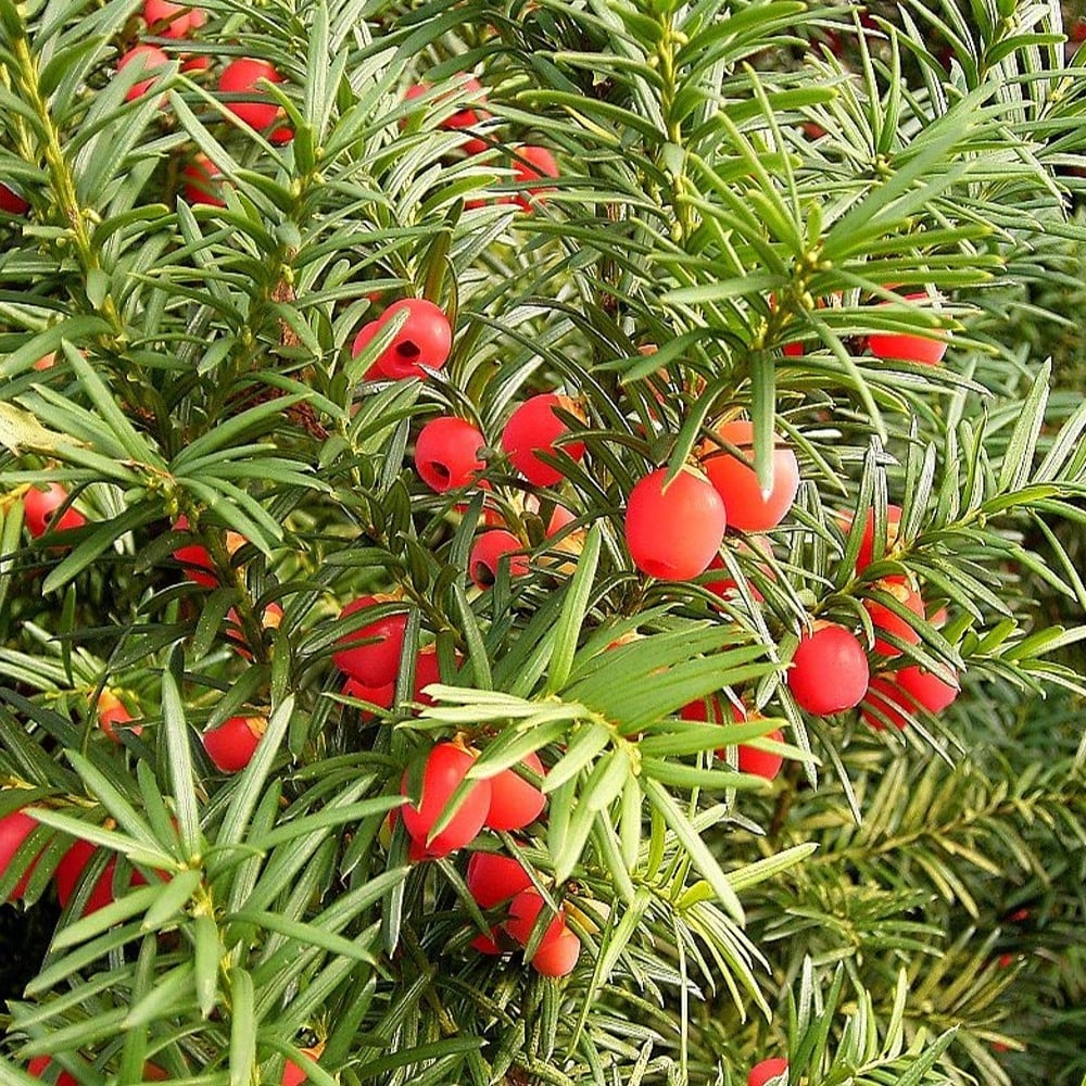 Taxus baccata 100-110 cm WRB Egyptian Piramide (Root Ball)