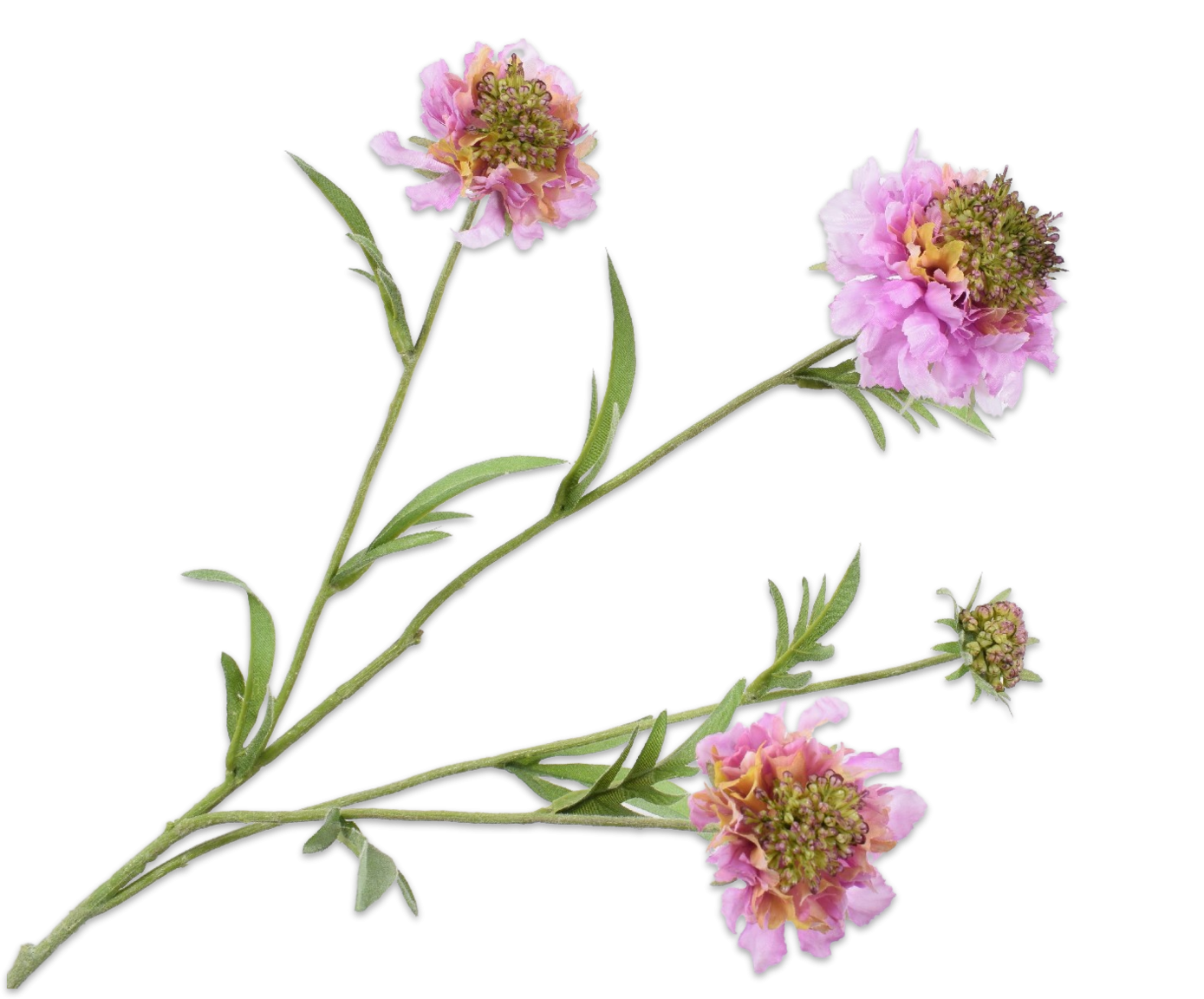 Scabiosa Spray Lav/Pnk 80cm