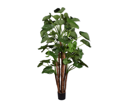 Alocasia Green 210cm