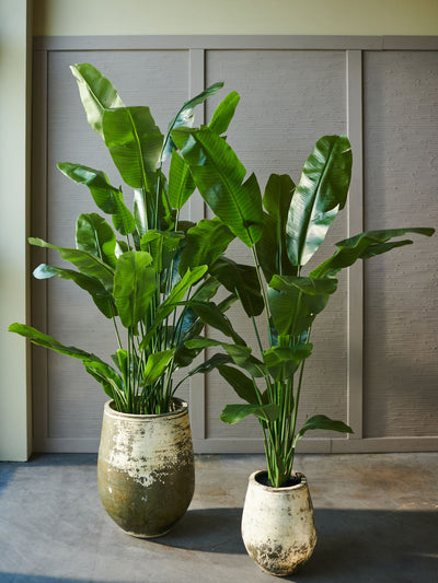 Strelitzia Green 150cm