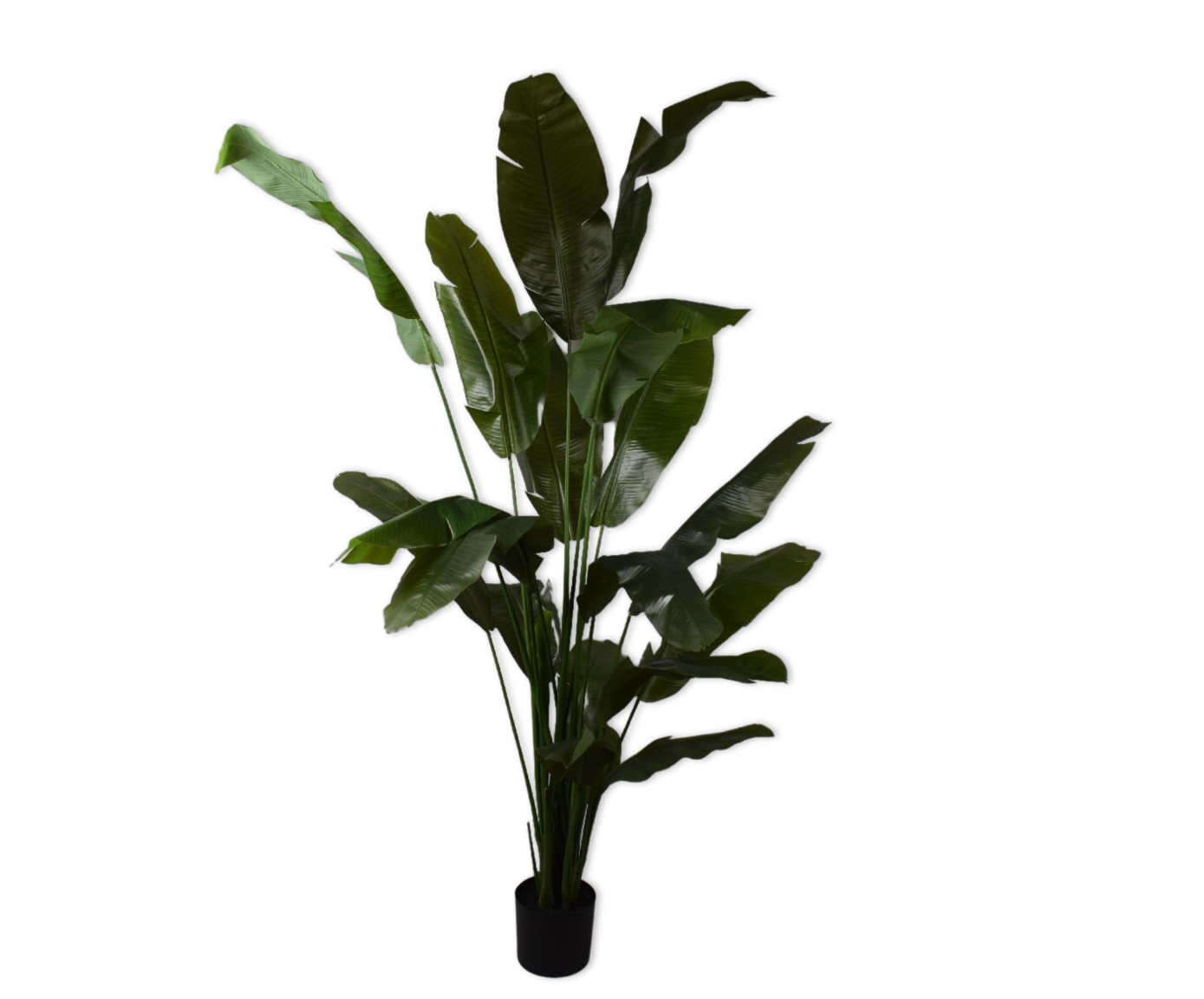 Strelitzia Green 200cm