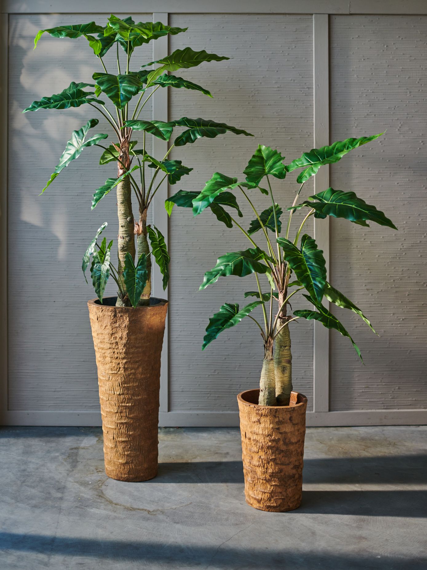 Alocasia Green 182cm