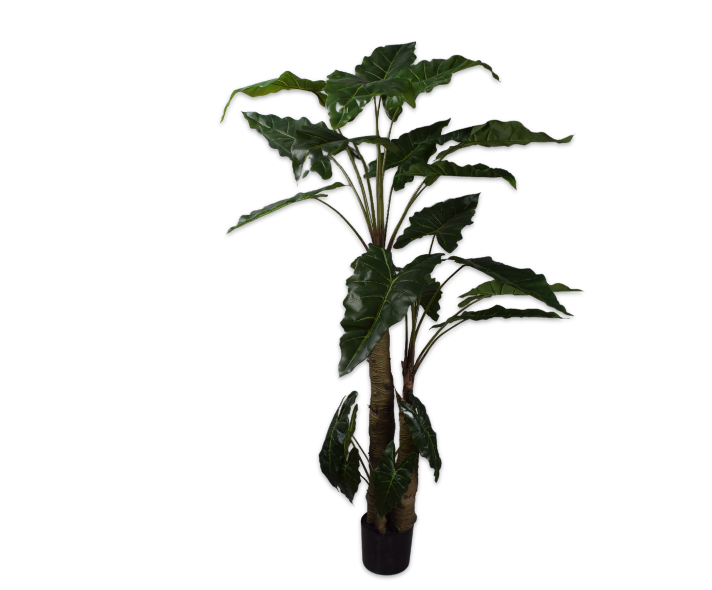 Alocasia Green 182cm