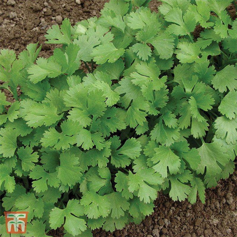 Herb Coriander