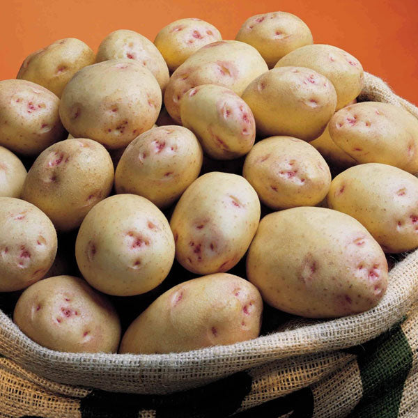 Cara Seed Potatoes - 2kg 35-60mm