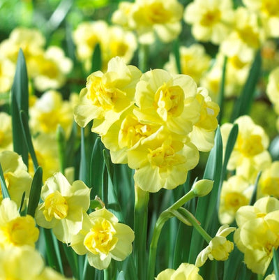 Narcissus Bunch Flowering Yellow Cheerfulness 14-16