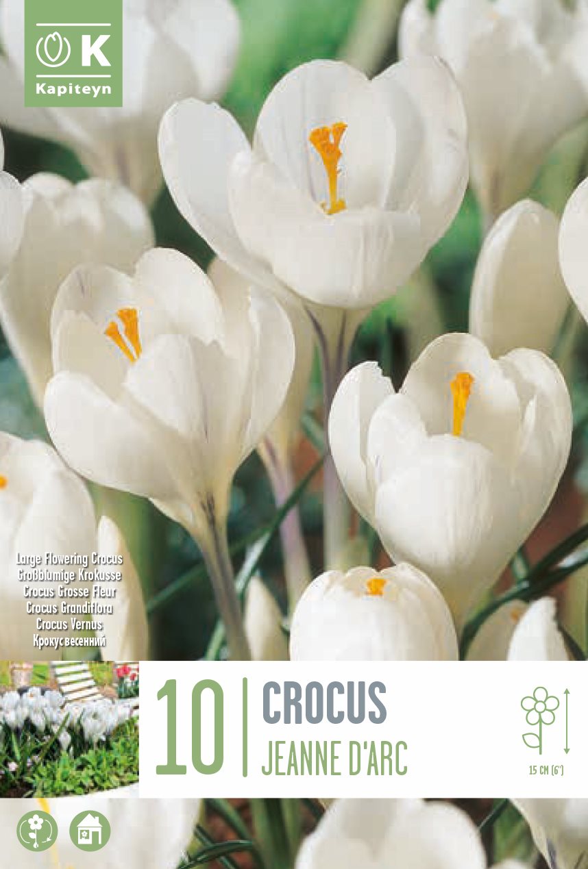 Crocus Large Flowering Jeanne D'Arc 8-9