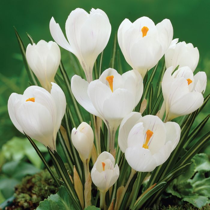 Crocus Large Flowering Jeanne D'Arc 8-9