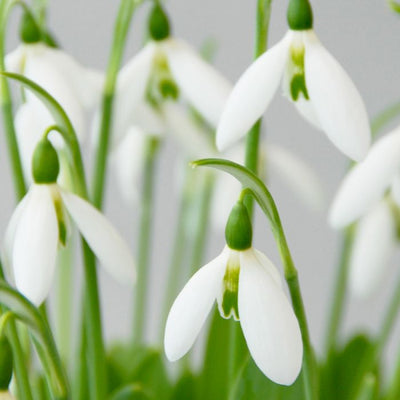 Galanthus Elwesii 6-7