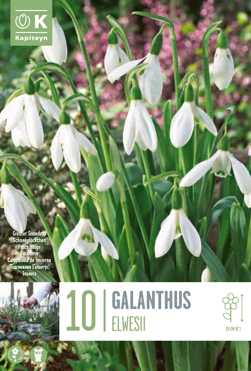 Galanthus Elwesii 6-7