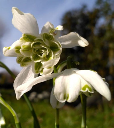 Galanthus Flore Pleno (Double Snowdrop) 5/+