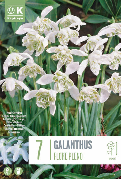 Galanthus Flore Pleno (Double Snowdrop) 5/+