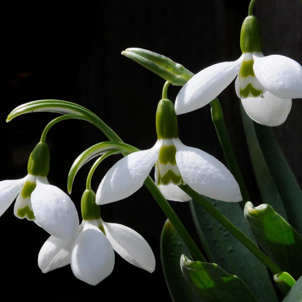 Galanthus - Snowdrops 5-6