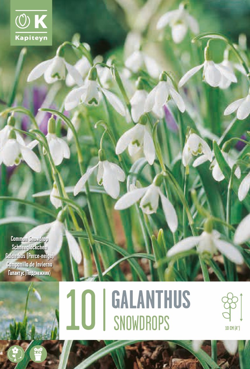 Galanthus - Snowdrops 5-6