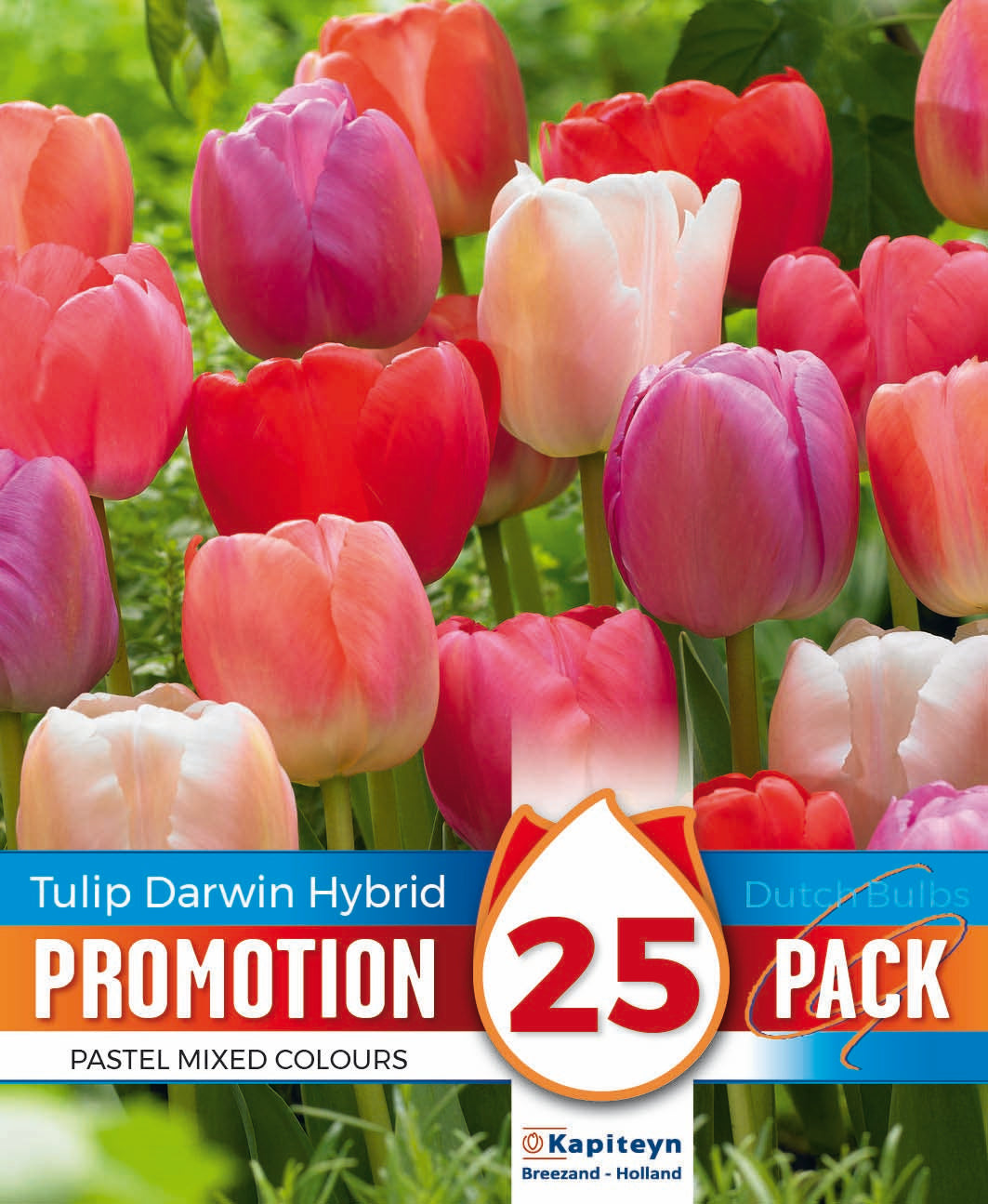 Promotion Tulip Darwin Hybrid Pastel Mixed Colours 10-11