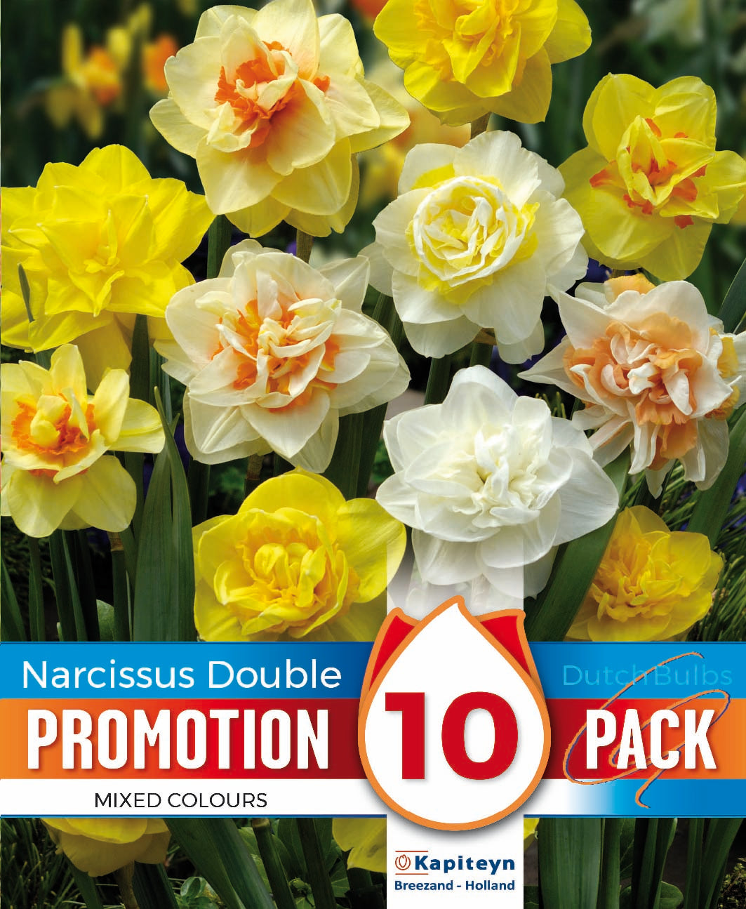 Promotion Narcissus Double Mixed Colours 12-14