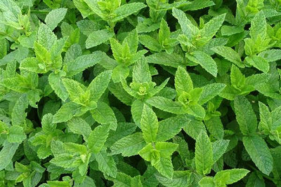 Herb Mint (Peppermint)