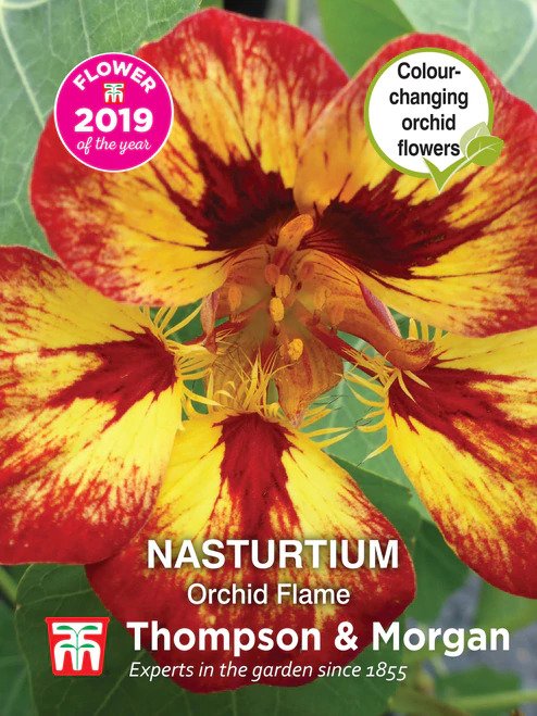 Nasturtium Orchid Flame - The Pavilion