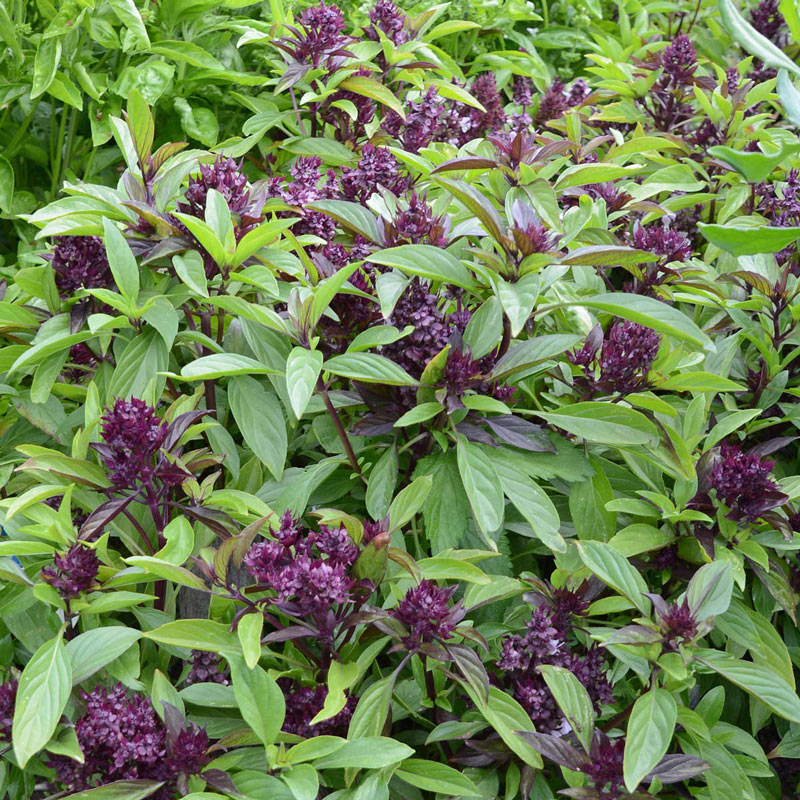 Herb Basil Siam Queen