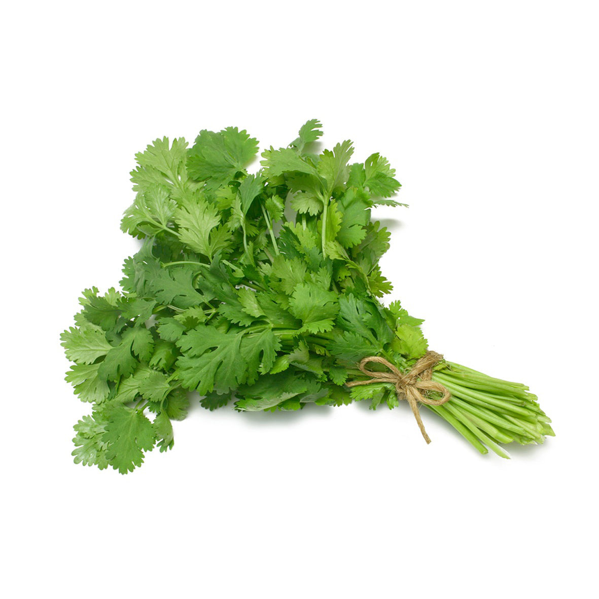 Herb Coriander - The Pavilion