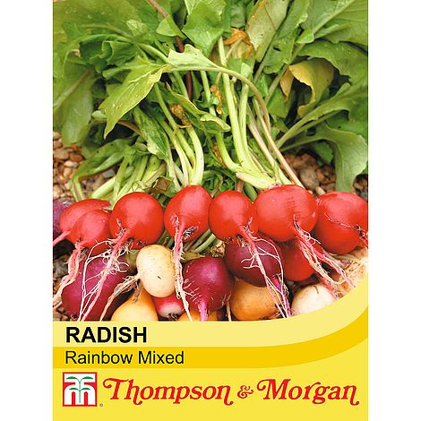 Radish Rainbow Mixed - The Pavilion