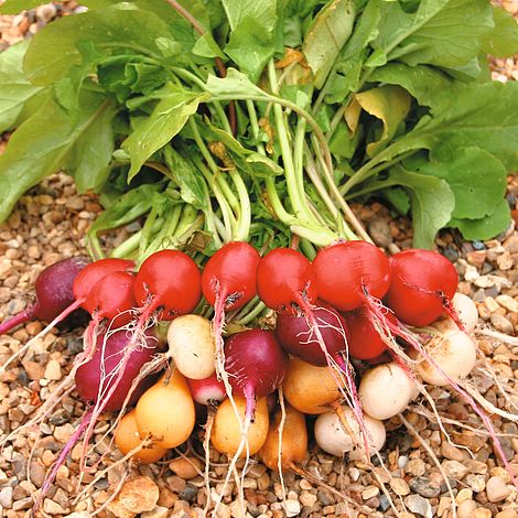 Radish Rainbow Mixed - The Pavilion