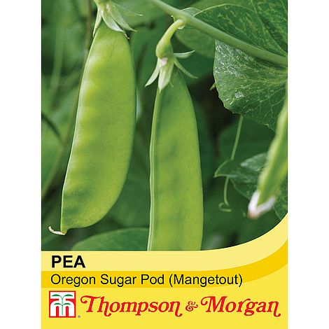 Mangetout Oregon Sugar Pod - The Pavilion