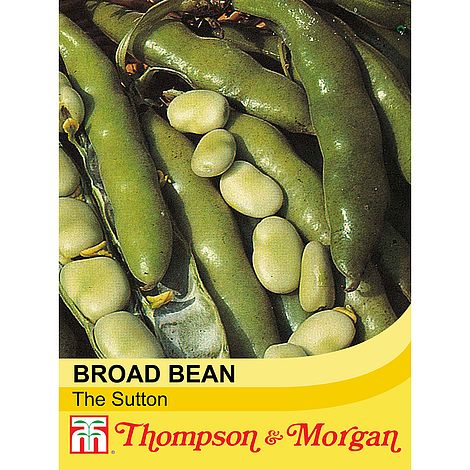 Broad Bean The Sutton - The Pavilion