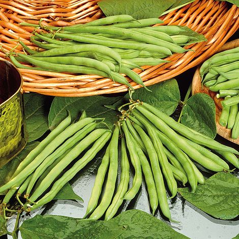 Dwarf Bean Tendergreen - The Pavilion