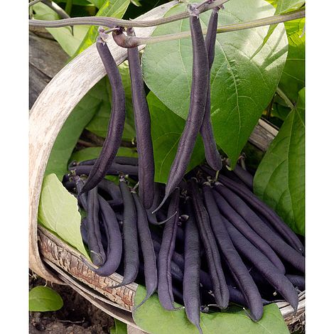 Dwarf Bean Purple Teepee - The Pavilion