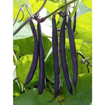 Dwarf Bean Purple Teepee - The Pavilion