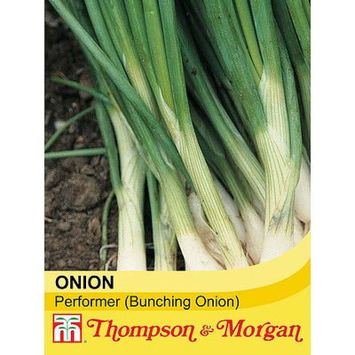 Spring Onion Performer - The Pavilion