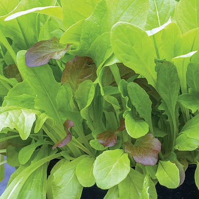 Salad Leaves - Crispy Lettuce Blend - The Pavilion