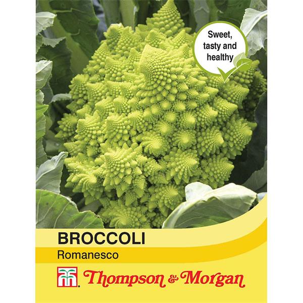 Broccoli Romanesco - The Pavilion